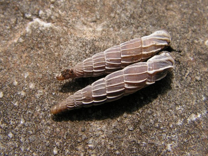 Bellissima Clausilide, Carinigera superba